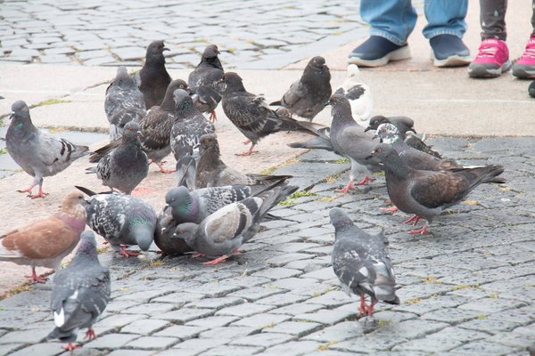 Quels sont les avantages des pics à pigeons dans une propriété ?